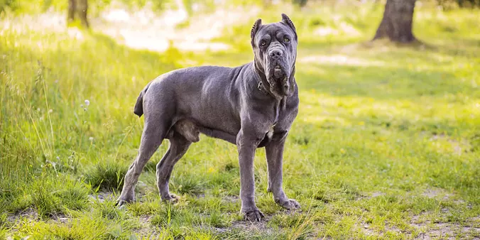 black Cane Corso