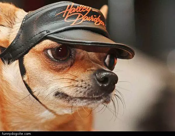 Harley Chiwaw