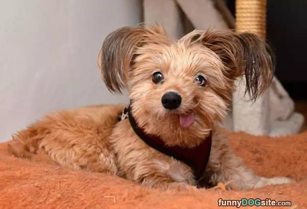 That Is A Funky Dog