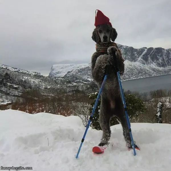 The Ski Dog