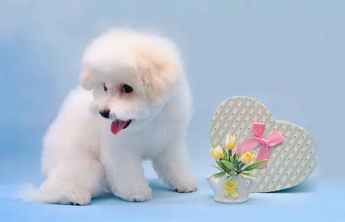 Bichon Frise cute