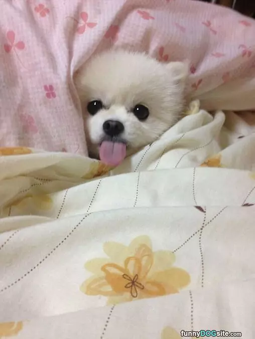 Tucked In Perfect