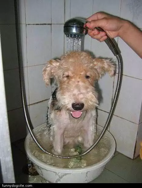 Showering Dog