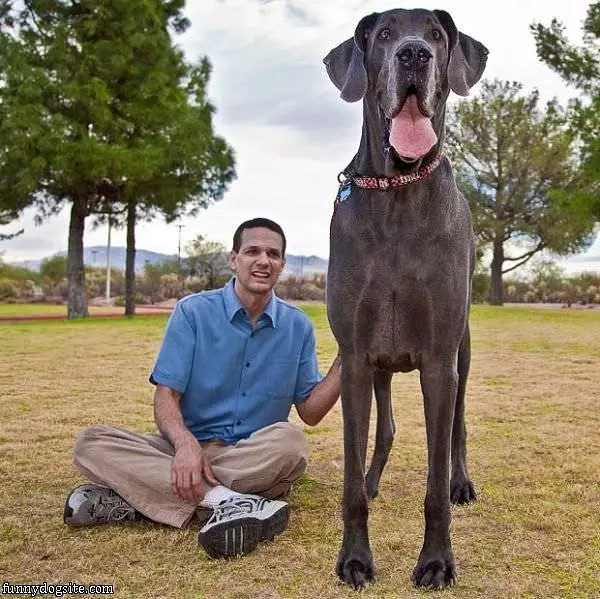 Thats A Big Dog