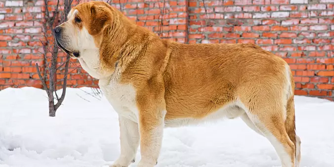 Brown Spanish Mastiff