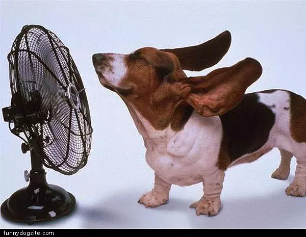 The Fan