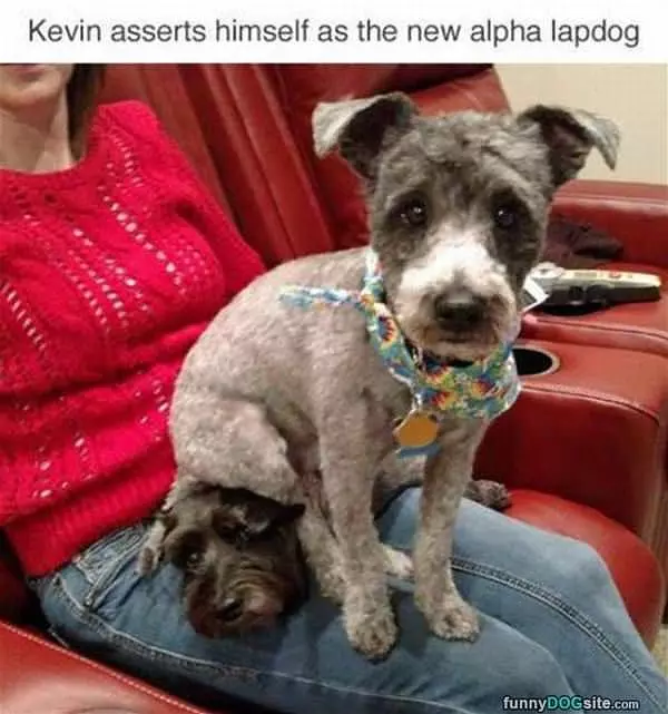 The Alpha Lapdog