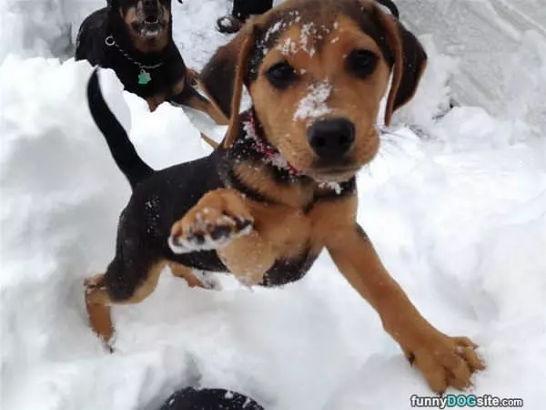 Jumping Or Fun