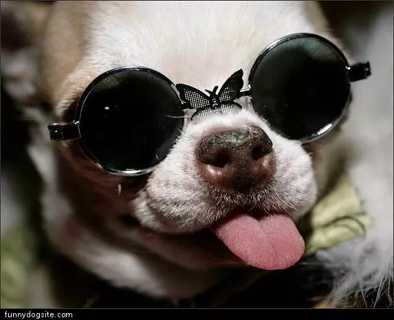 Dog Glasses