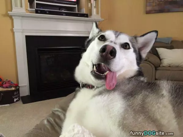 Wooof