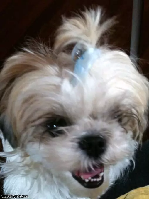 Hilarious Hairdo