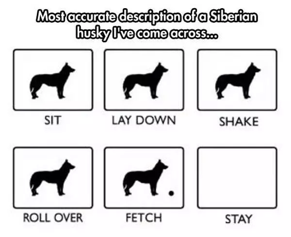 Siberian Husky Description