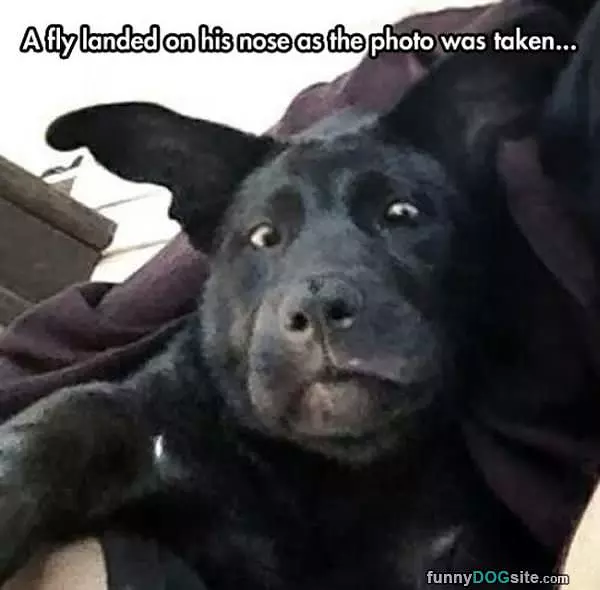 Fly Landed On His Nose