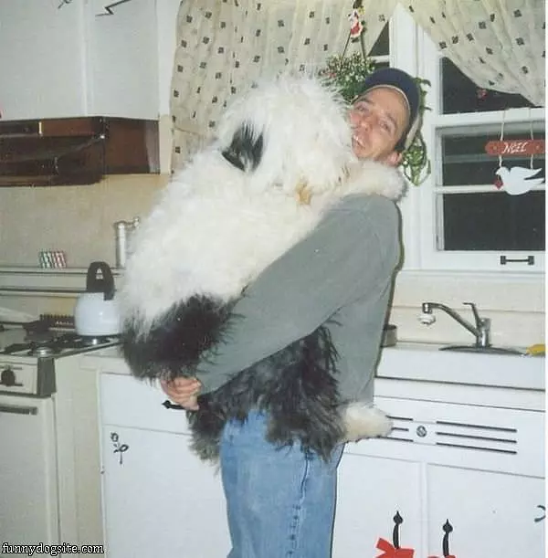 The Shaggy Dog