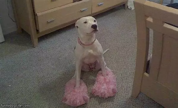 Pink Shoes