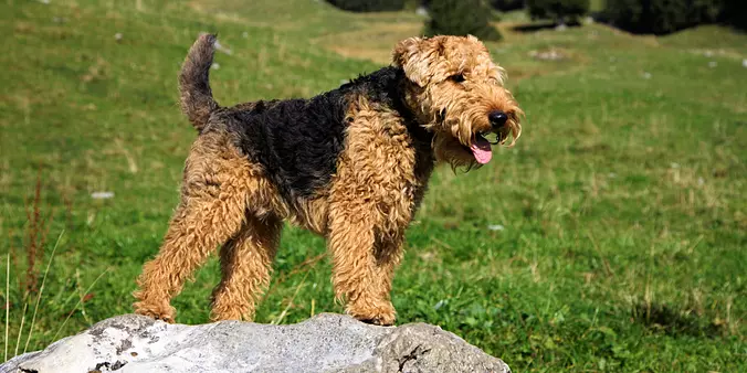 Welsh Terrier dog standing ...