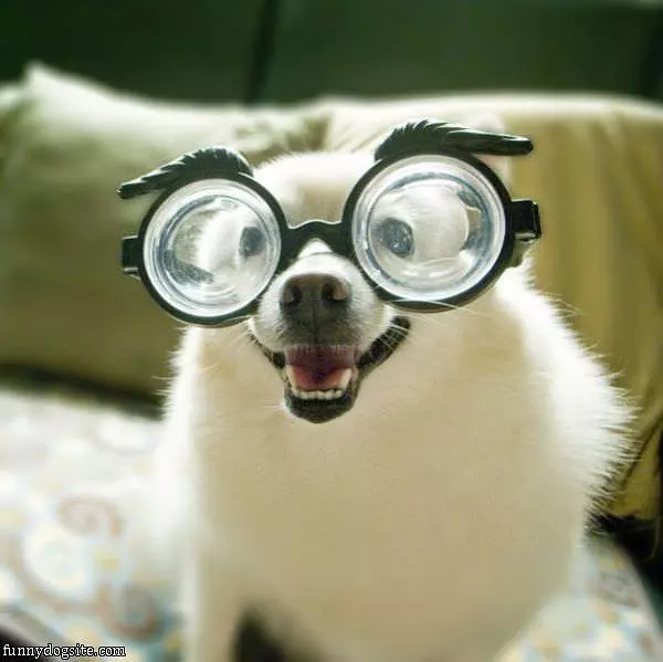 My Crazy Glasses