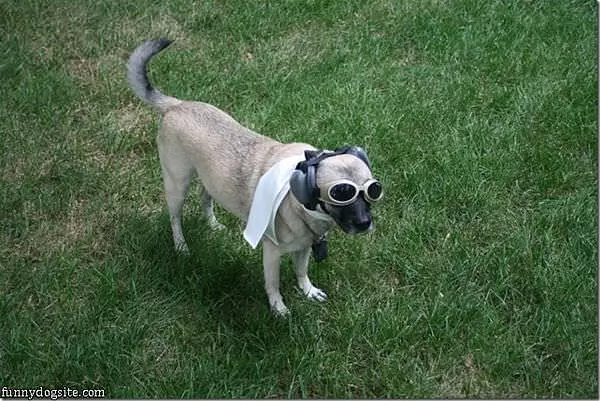 Zeke Ready For Flight