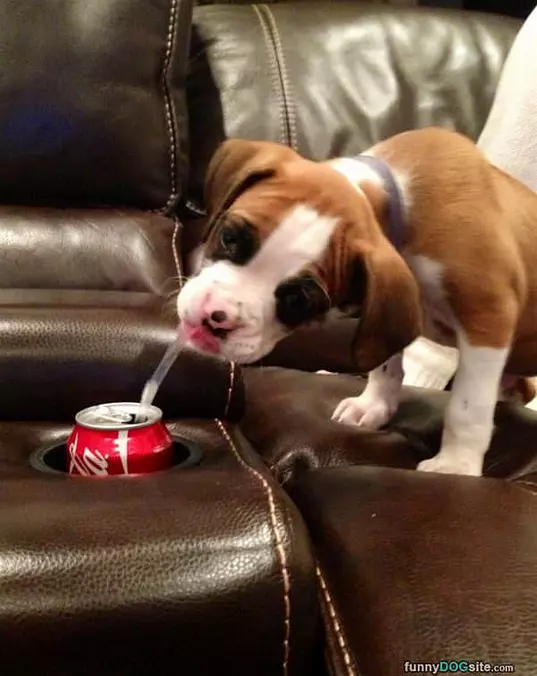 I Want A Sip