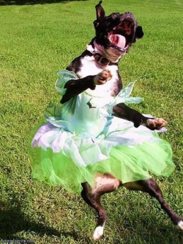 The Dancing Dog