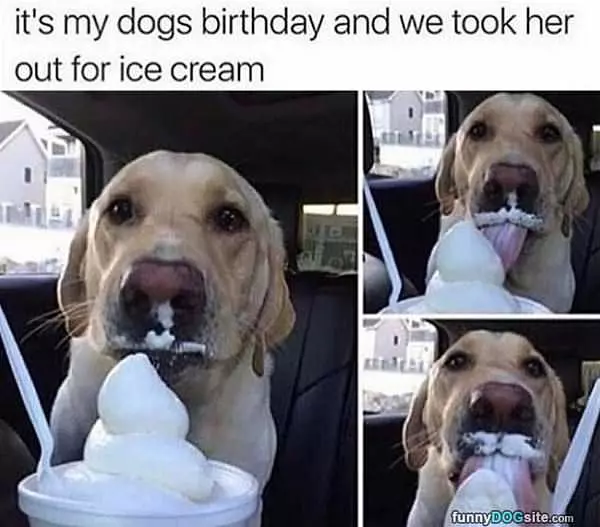 Dogs Birthday