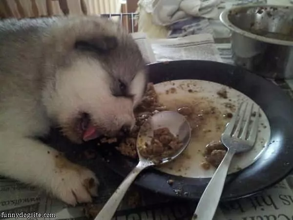 Food Makes Me Sleepy