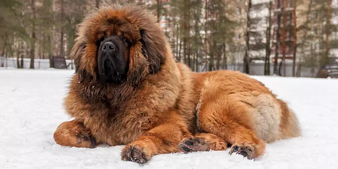Tibetan Mastiff dog outdoors