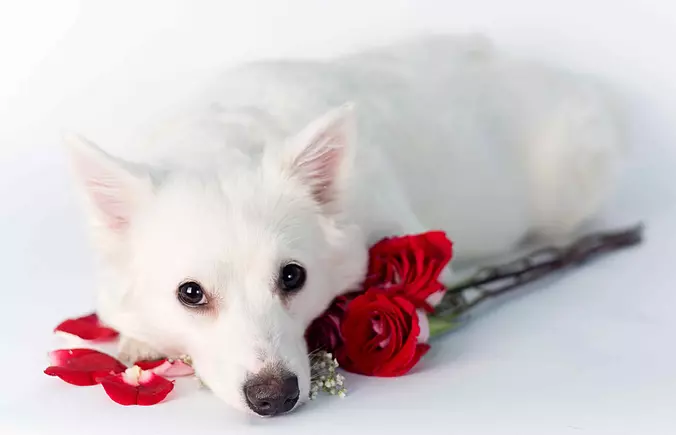 cute american eskimo dog