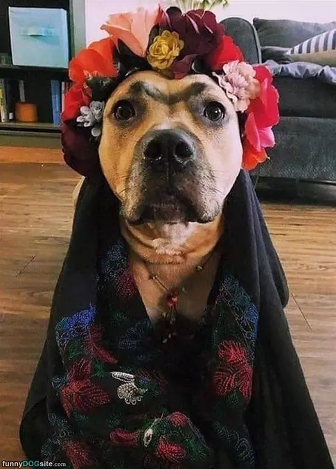 All Dressed Up
