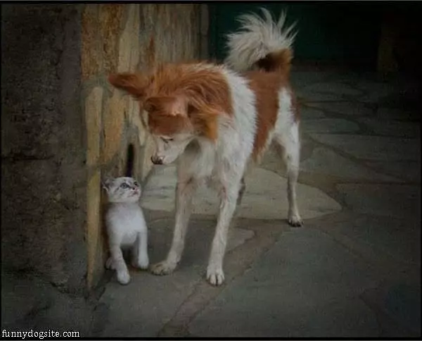 Hey Buddy
