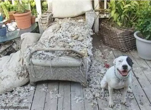 Nice Doggy