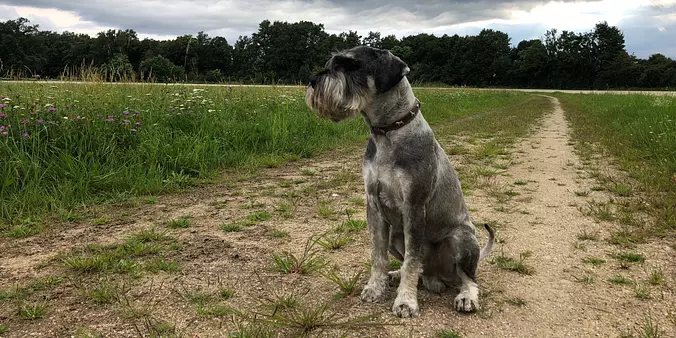 Standard Schnauzer sitting