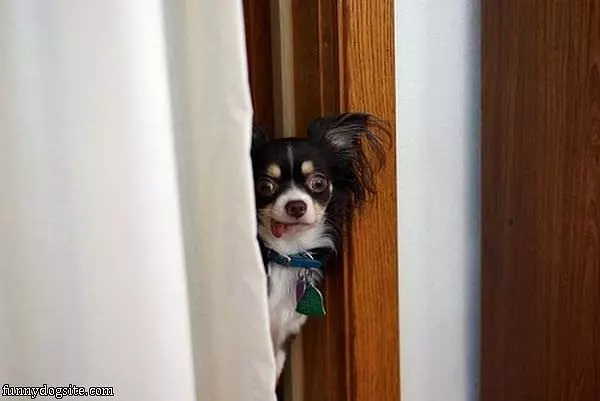Little Tongue Out