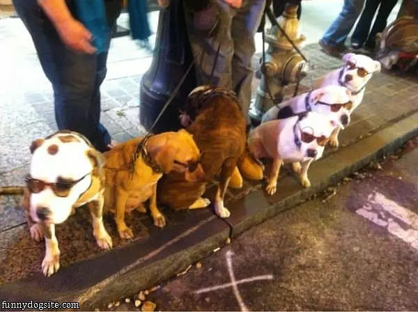 Very Cool Dog Walk