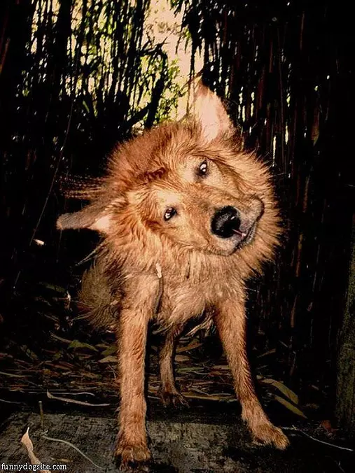 Drying Off