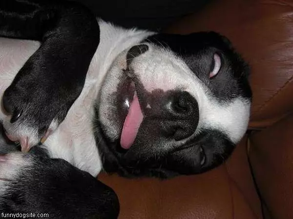 Dog Passed Out