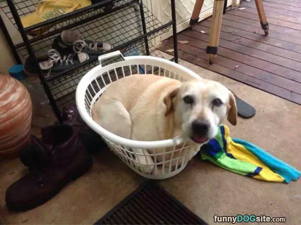 I Love My Basket