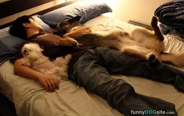 Napping With The Dogs
