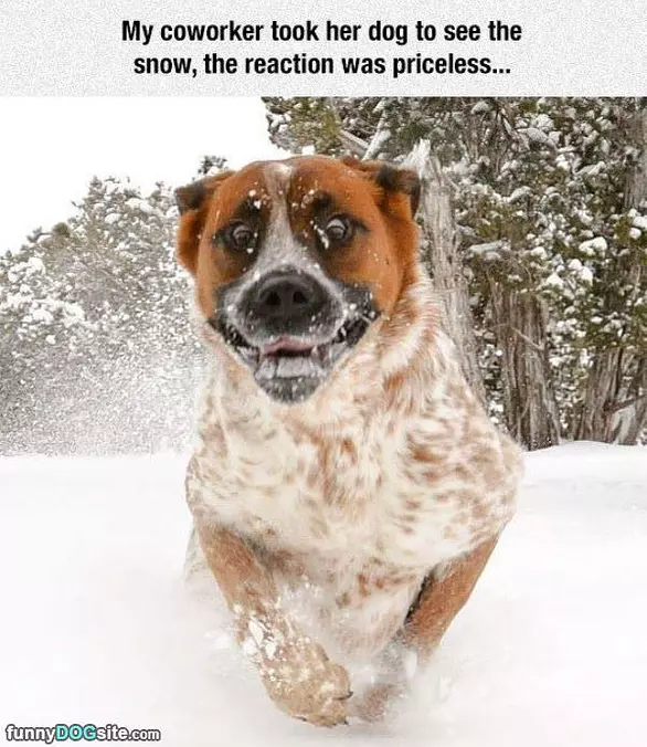 Snow Makes Me Happy