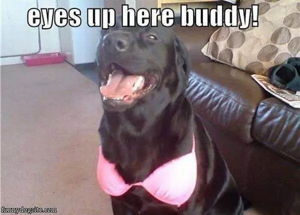 Eyes Up Here Buddy