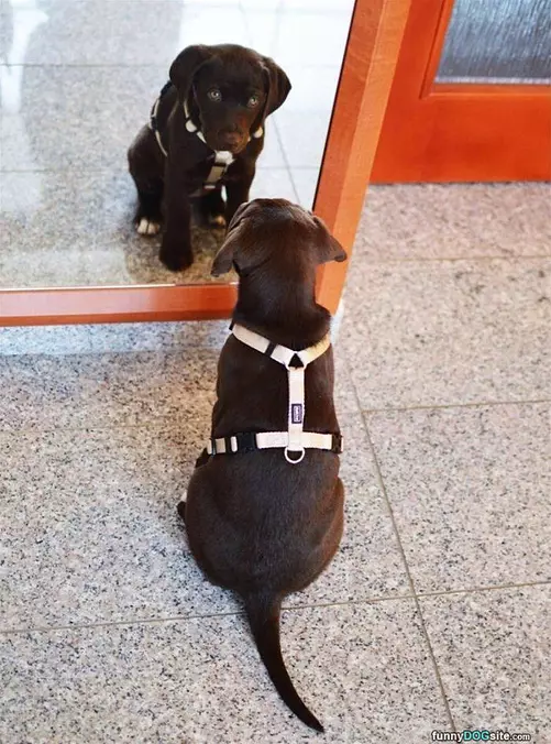 Seeing Myself