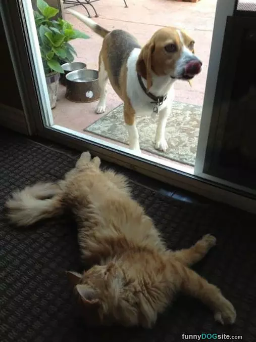Let Me In Cat