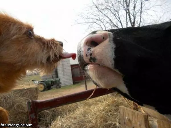 Kisses Time