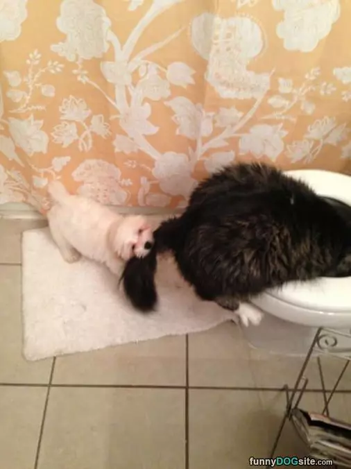 Get Out Of There Cat