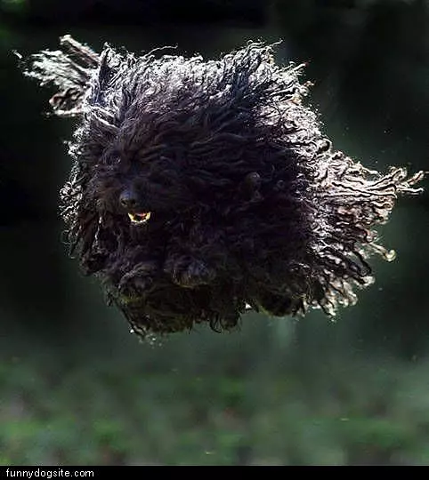 Crazy Dog