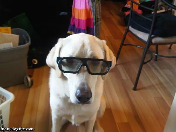 My Shades