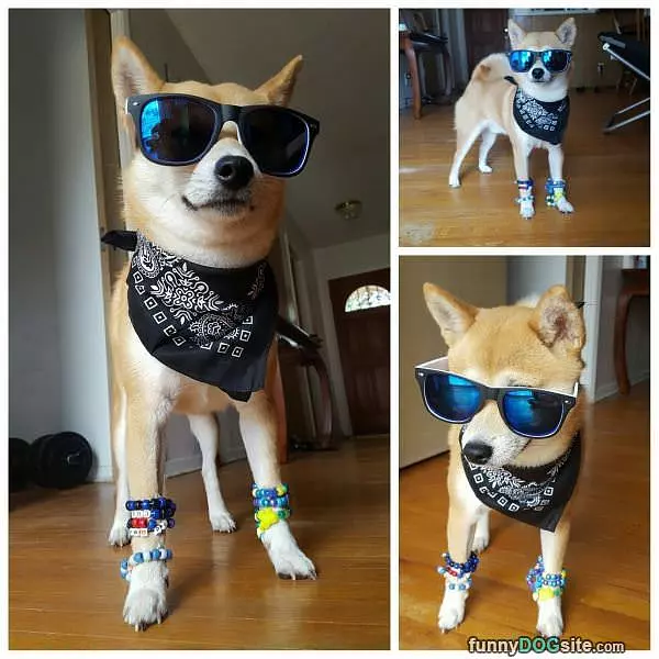 This Is A Cool Dog