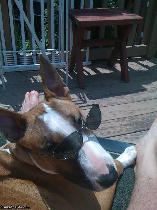 Rex On A Sunny Day