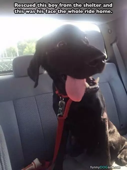 Rescued From A Shelter