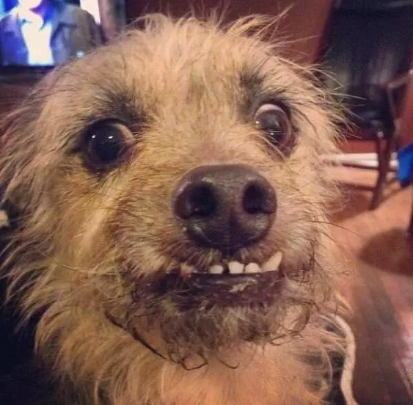 I Am A Scruffy Dog